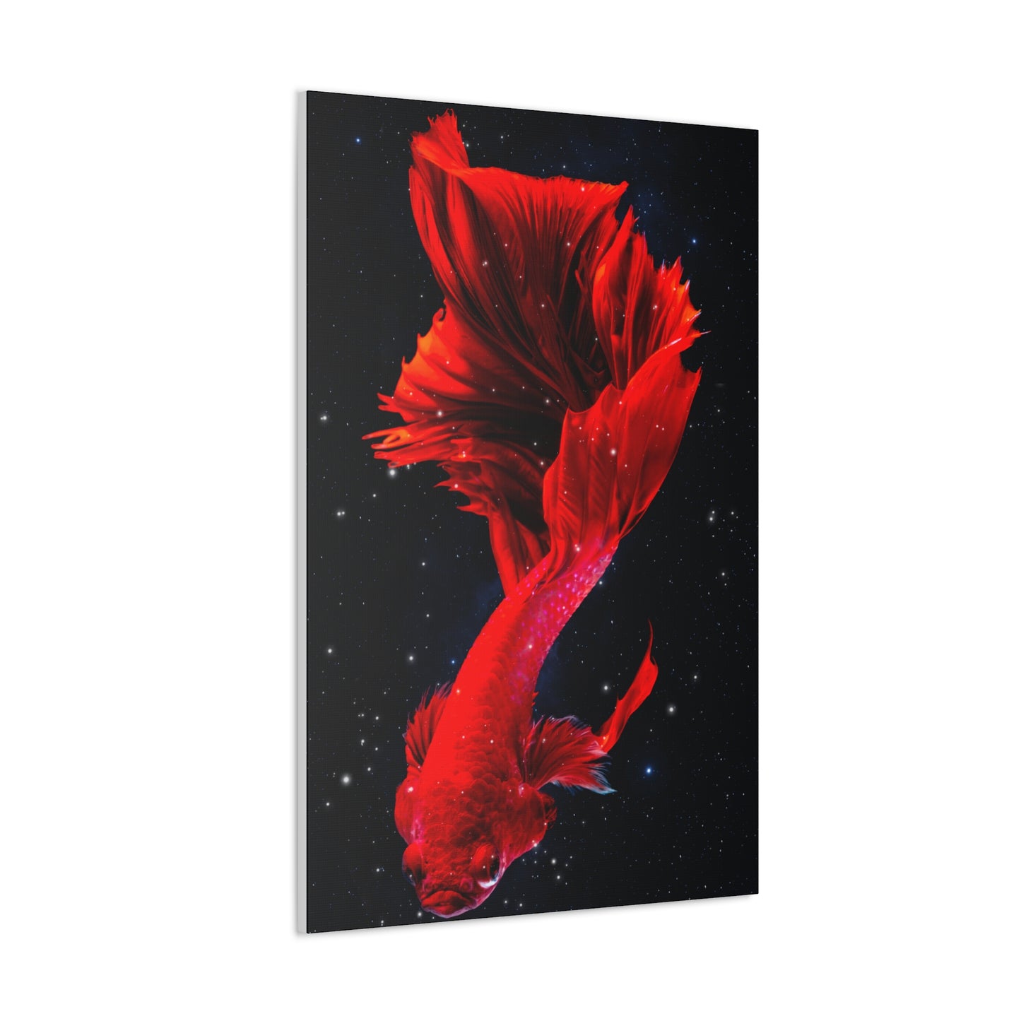 Red Beta Fish in Space Canvas